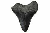 Serrated, Juvenile Megalodon Tooth - South Carolina #375883-1